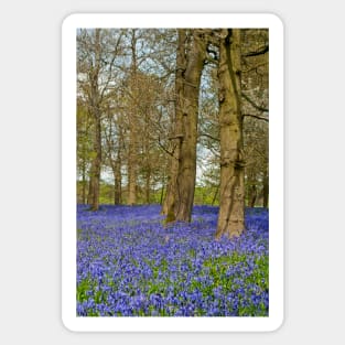 Bluebell Woods Greys Court Oxfordshire England Sticker